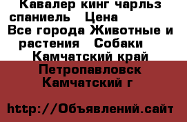 Кавалер кинг чарльз спаниель › Цена ­ 40 000 - Все города Животные и растения » Собаки   . Камчатский край,Петропавловск-Камчатский г.